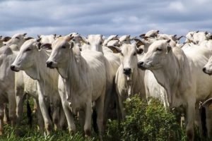 Indústria de ração animal para gados 2