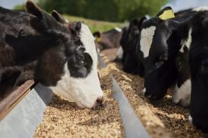 Indústria de ração animal para gados 3