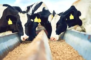 Indústria de ração animal para gados